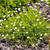 Sagina subulata 'Aurea'