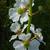 Sagittaria lancifolia