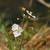 Sagittaria lancifolia