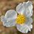 Sagittaria lancifolia
