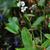 Sagittaria lancifolia