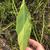 Leaf closeup