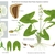 Color illustration of the technical details of this species.