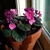 Potted plant by window with pink flowers with yellow anthers.