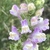 Close up of the flower cluster