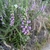 Form of the plant in bloom