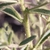 Closes up of hairs on leaves and stem