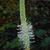 Sanguisorba canadensis