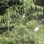 Salix, Young tree