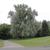 Salix alba var. sericea
