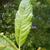 Salix caprea