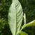 Salix caprea