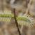 Salix discolor