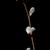 Salix discolor