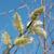 Salix discolor