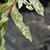 Salix integra 'Hakuro Nishiki'