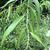 Salix