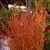 A bucket of red, contorted and twisted stems without leaves.