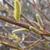 Salix sachhalinensis 'Sekka'