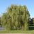 Salix alba 'Tristis' Form