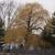 Salix alba 'Tristis' Winter Form
