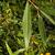 Salix alba