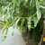 Leafy shoot showing corkscrew growth form.