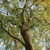 POV looking up into a tree with contorted branches.