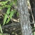Bark