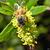 Salix caroliniana