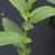 Salix spp.