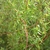 Curly brown branches & green pinnated curly leaves in April. VA