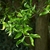 Leafy shoot showing corkscrew growth form.