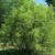 Salix nigra