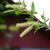 Salix nigra
