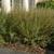 Salix purpurea 'Nana'
