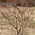 Leafless tree with contorted branches.