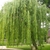 Weeping form