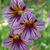 Salpiglossis sinuata- olero
