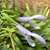 Close-up of two pale purple, 2-lipped tubular flowers.