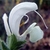 White, strongly 2-lipped flower.