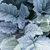 Rosette of silvery hairy leaves.