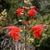 Spike of red, 2-lipped flowers.