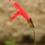 Single red, 2-lipped, tubular flower.