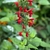 Spike of red, 2-lipped flowers.