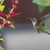 Spike of red, 2-lipped flowers visited by a hummingbird