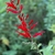 Spike of red, 2-lipped flowers.