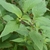 Leafy shoots with opposite, ovate leaves.