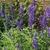 Low plants with spikes of deep purple blue flowers.