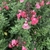shrubby plant with pink, 2-lipped flowers.